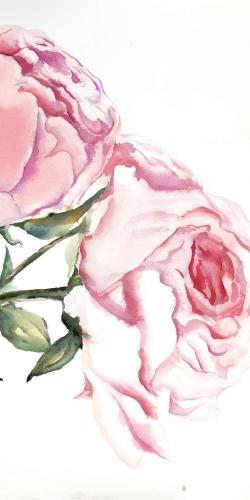 Watercolor pink roses