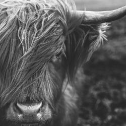 Monochrome portrait highland cow