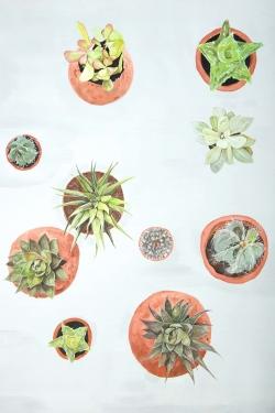 Cactus plants