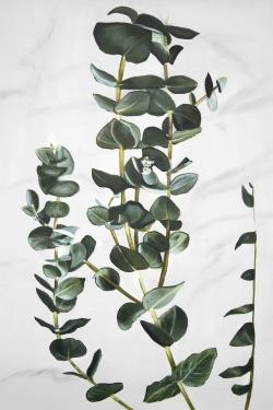 Eucalyptus stems
