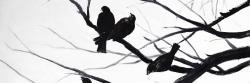 Birds and branches silhouette
