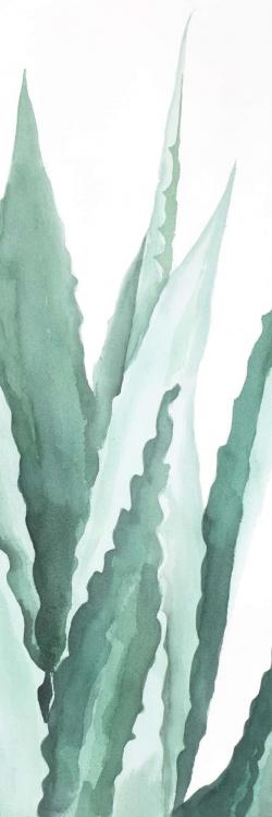 Plante d'agave en aquarelle