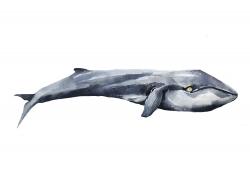 Watercolor whale