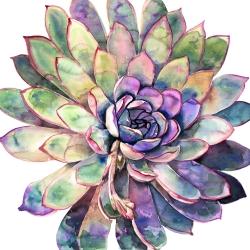 Multicolored succulent 