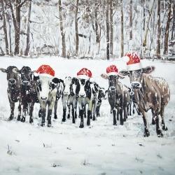 Vaches curieuses de noël