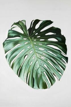 Feuille de monstera