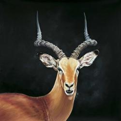 Antelope