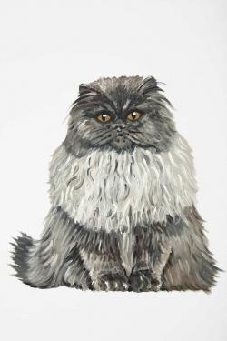 Blue gray persian cat