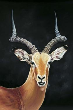 Antelope