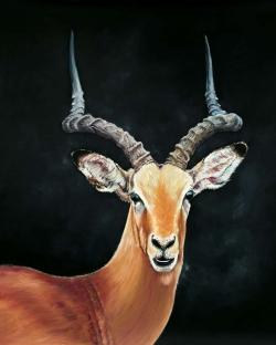 Antelope