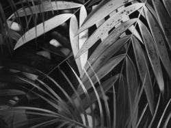 Feuilles tropicales monochrome