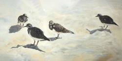 Sandpiper birds