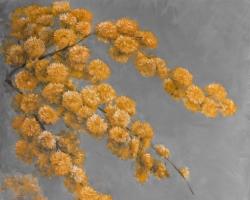 Golden wattle plant