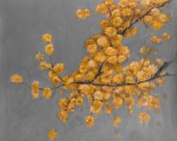 Golden wattle plant with pugg ball flowers