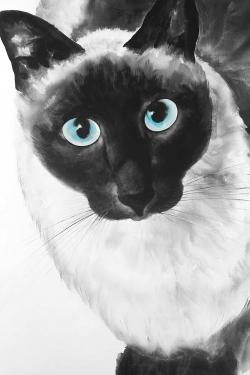 Blue eyes siamese cat