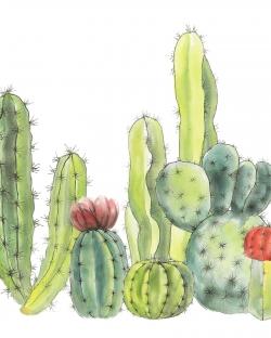 Petits cactus