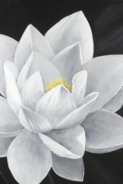 Overhead view of a lotus flower