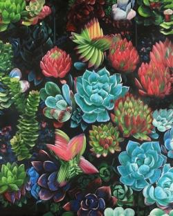 Set of colorful succulents