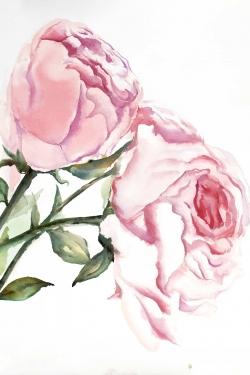 Watercolor pink roses