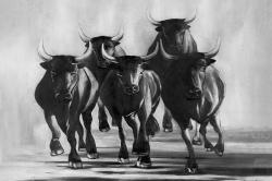 Group of bulls at galops