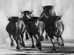 Group of bulls at galops