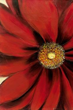 Red daisy