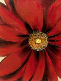 Red daisy