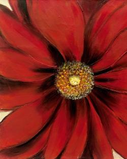 Red daisy