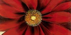 Red daisy