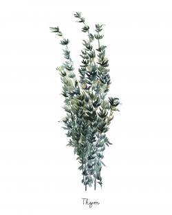 Thyme leaves bundle - fr