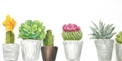 Mini cactus et succulents