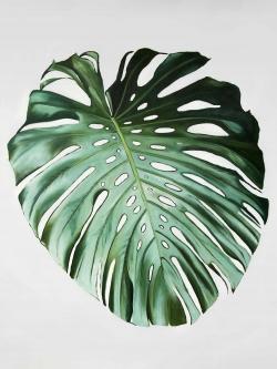 Feuille de monstera