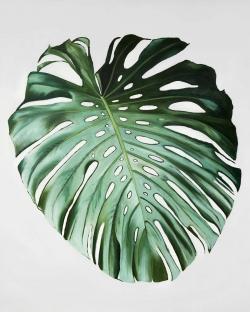 Feuille de monstera