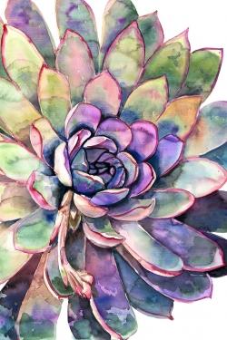 Multicolored succulent 