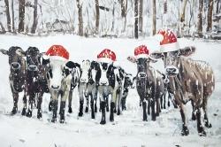 Vaches curieuses de noël