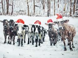 Vaches curieuses de noël