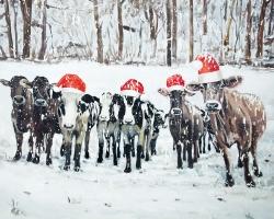 Vaches curieuses de noël