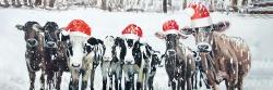 Vaches curieuses de noël