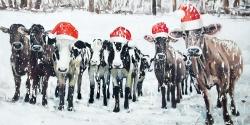 Vaches curieuses de noël