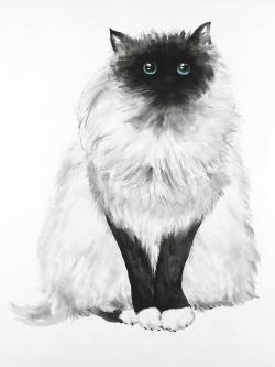 Blue eyes fluffy siamese cat