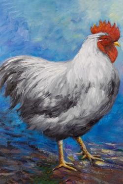 Grey rooster