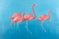 Four flamingos