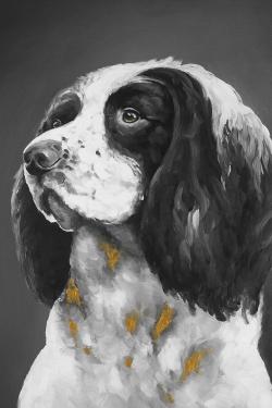 Chien springer spaniel anglais