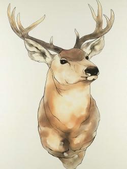 Deer portrait