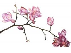 Branche de fleurs de cerisier