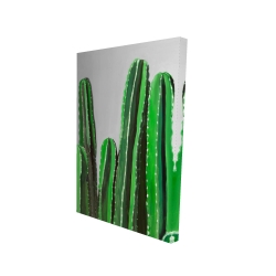 Cactus candles