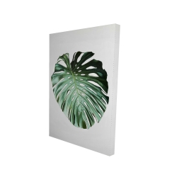 Feuille de monstera