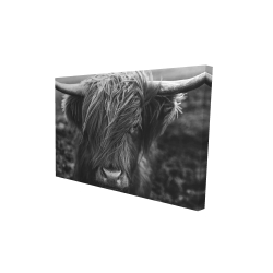 Monochrome portrait highland cow