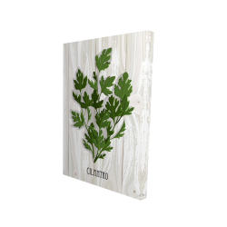 Cilantro on wood