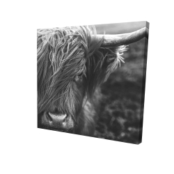 Monochrome portrait highland cow